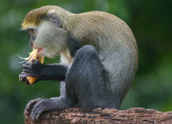 A Guenon monkey