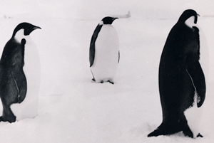 Penguins Shaeffer saw in Antarctica circa 1960s. Look carefully and you can see the aircraft behind the beak of the center penguin.