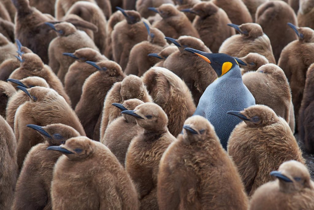 Penguin Placeholder