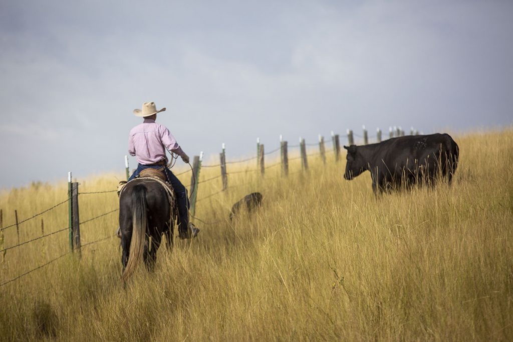 Cowboy on horse near a cow in a field