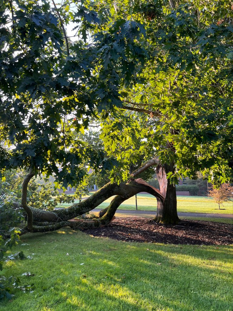 An Oregon white oak near the SE corner of Foster Hall was damaged in a storm in 2022 and was cut down.