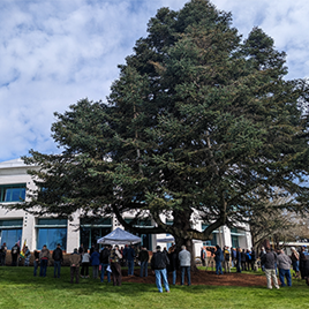A majestic Turkish black fir tree on Clark’s campus was dedicated in March 2023 as a Vietnam War Witness Tree commemorating the 50th anniversary of the end of U.S. involvement in the war.